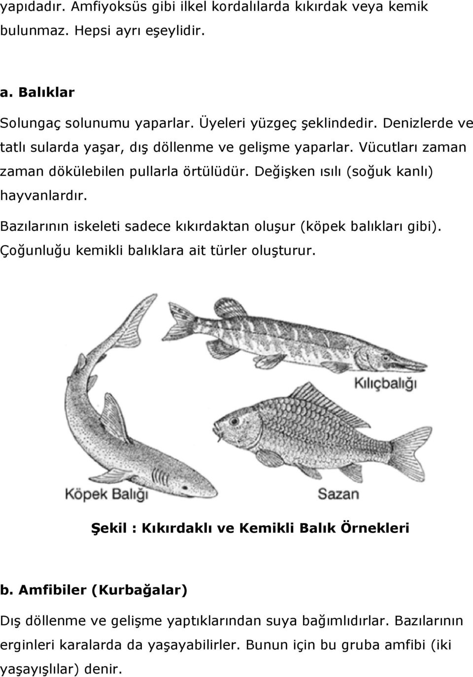 Bazılarının iskeleti sadece kıkırdaktan oluşur (köpek balıkları gibi). Çoğunluğu kemikli balıklara ait türler oluşturur. Şekil : Kıkırdaklı ve Kemikli Balık Örnekleri b.