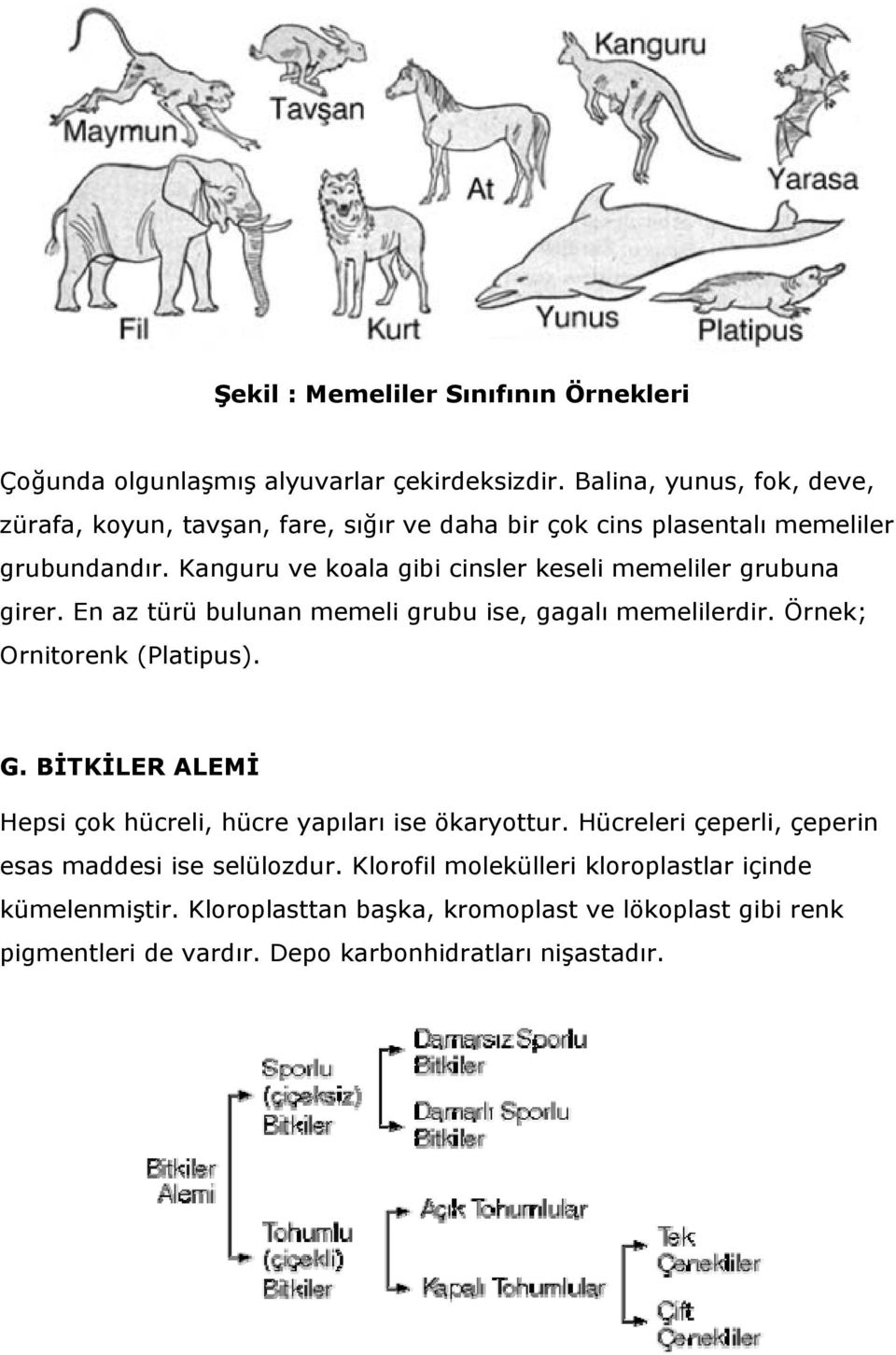 Kanguru ve koala gibi cinsler keseli memeliler grubuna girer. En az türü bulunan memeli grubu ise, gagalı memelilerdir. Örnek; Ornitorenk (Platipus). G.