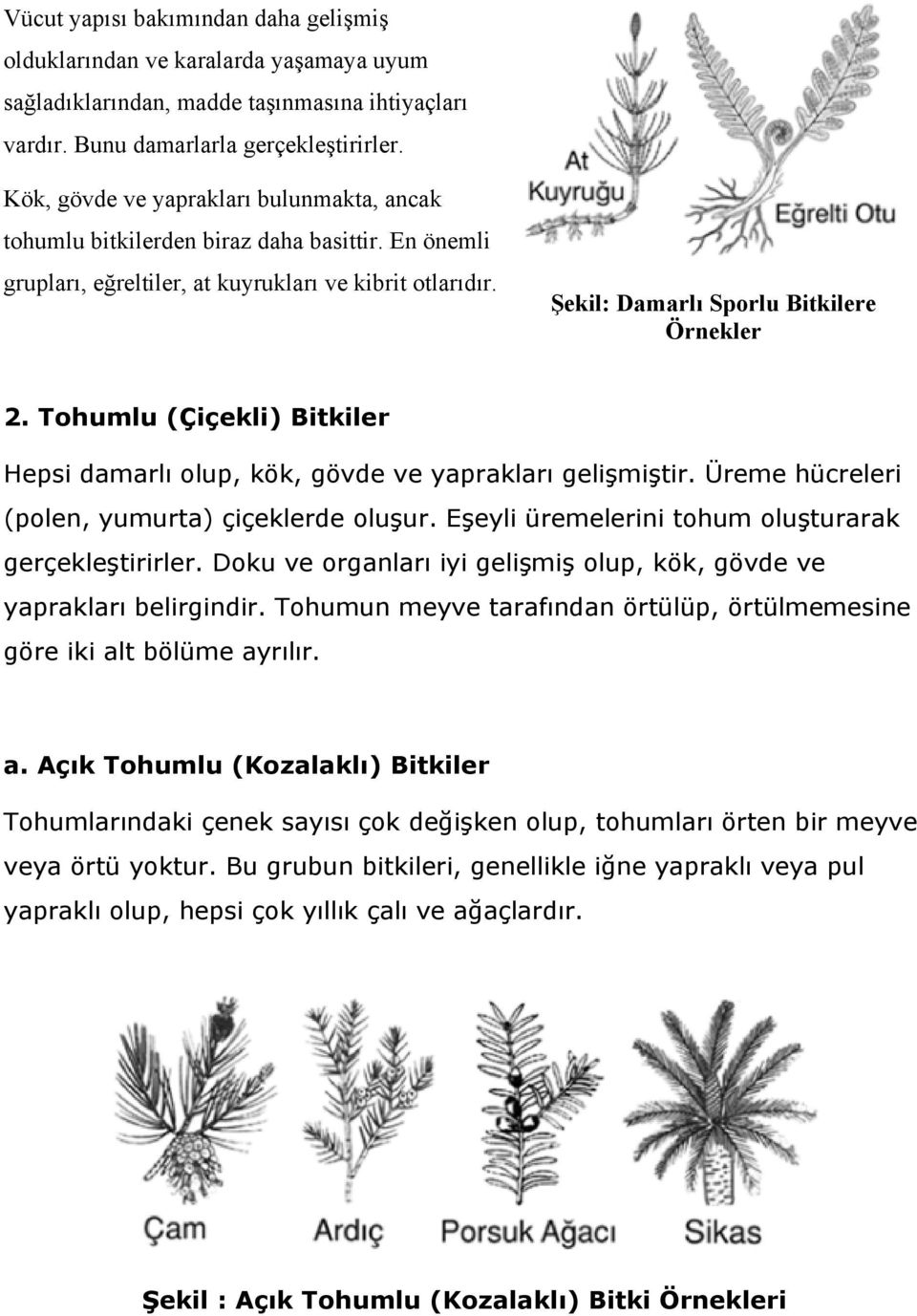 Tohumlu (Çiçekli) Bitkiler Hepsi damarlı olup, kök, gövde ve yaprakları gelişmiştir. Üreme hücreleri (polen, yumurta) çiçeklerde oluşur. Eşeyli üremelerini tohum oluşturarak gerçekleştirirler.