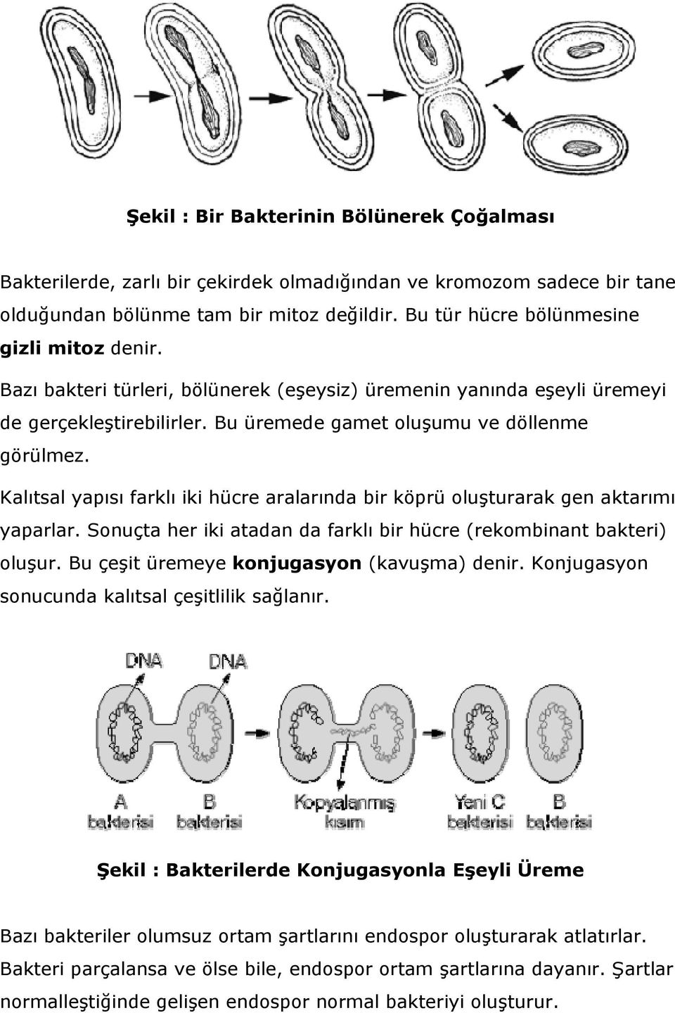 Kalıtsal yapısı farklı iki hücre aralarında bir köprü oluşturarak gen aktarımı yaparlar. Sonuçta her iki atadan da farklı bir hücre (rekombinant bakteri) oluşur.