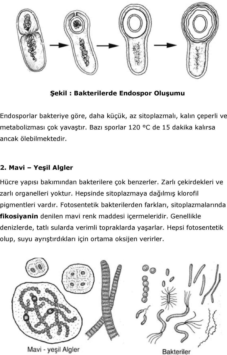 Zarlı çekirdekleri ve zarlı organelleri yoktur. Hepsinde sitoplazmaya dağılmış klorofil pigmentleri vardır.