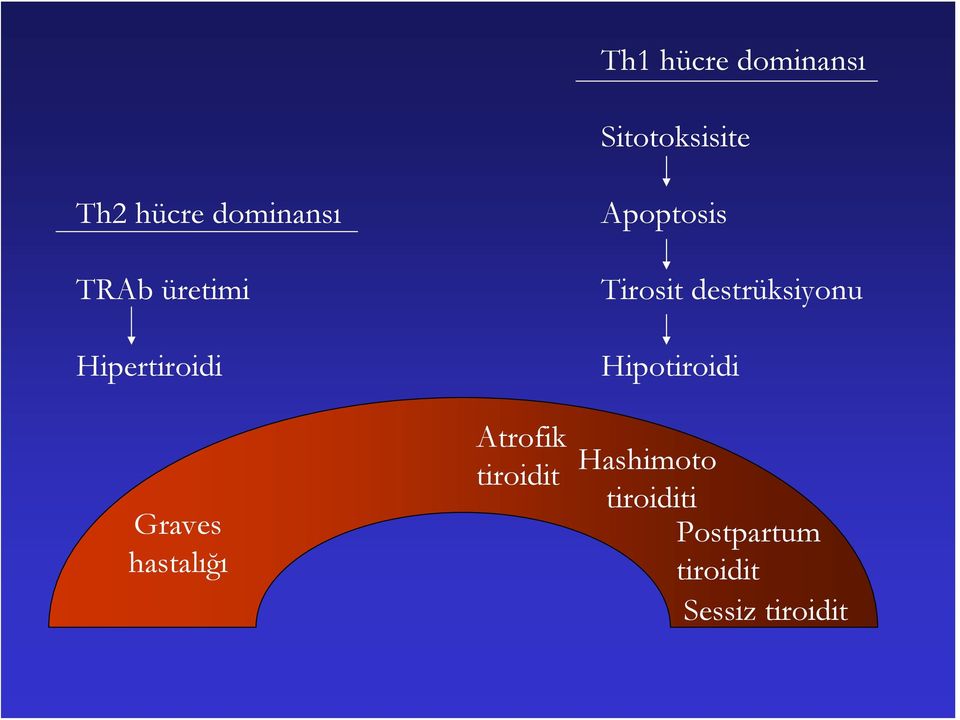 tiroidit Apoptosis Tirosit destrüksiyonu Hipotiroidi