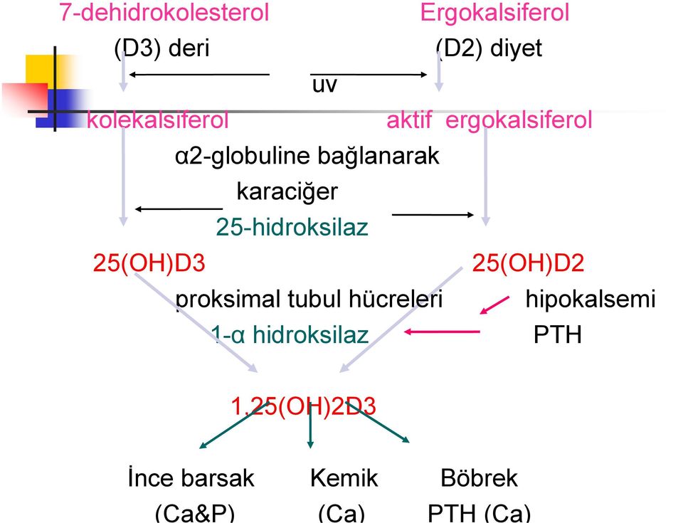 25-hidroksilaz 25(OH)D3 25(OH)D2 proksimal tubul hücreleri