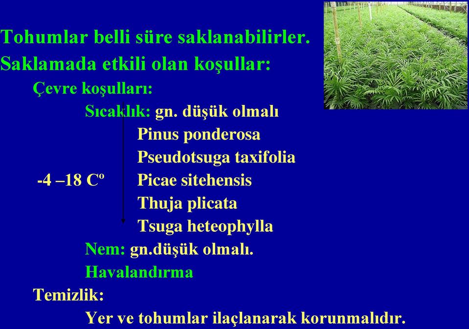 düşük olmalı Pinus ponderosa Pseudotsuga taxifolia -4 18 Cº Picae