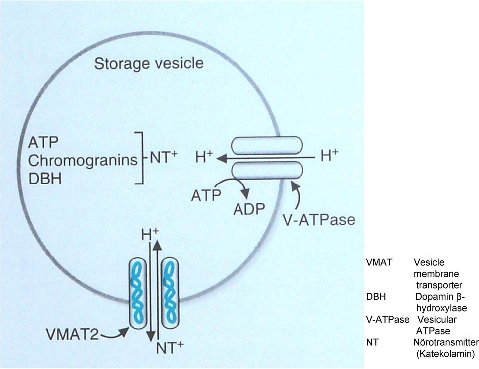 hydroxylase V-ATPase