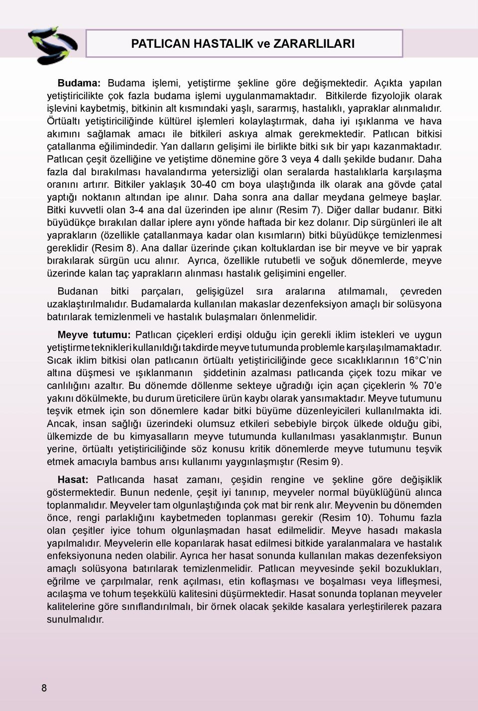 Örtüaltı yetiştiriciliğinde kültürel işlemleri kolaylaştırmak, daha iyi ışıklanma ve hava akımını sağlamak amacı ile bitkileri askıya almak gerekmektedir. Patlıcan bitkisi çatallanma eğilimindedir.