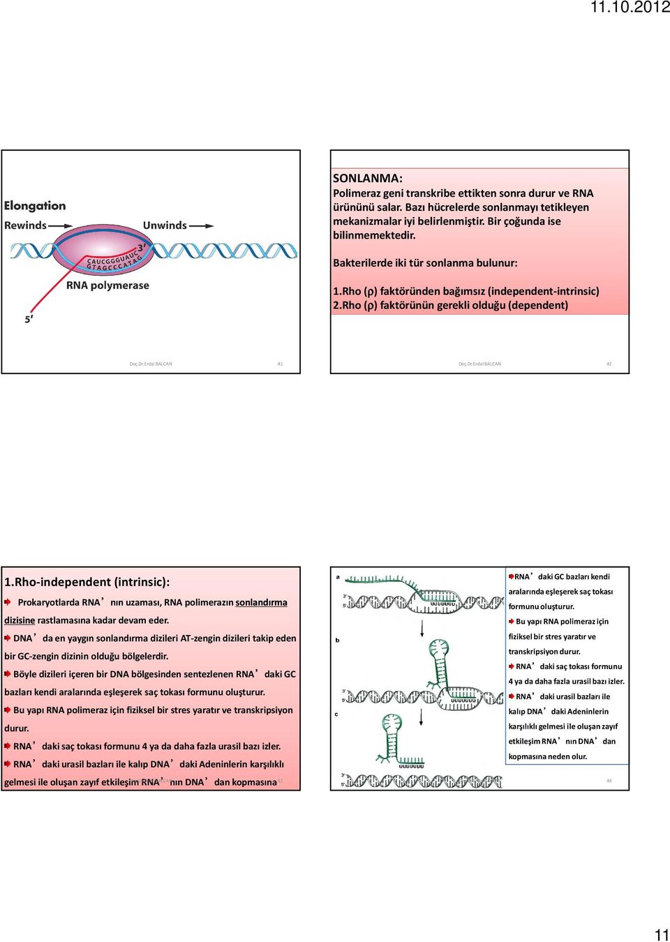 Rho-independent (intrinsic): Prokaryotlarda RNA nın uzaması, RNA polimerazın sonlandırma dizisinerastlamasına kadar devam eder.