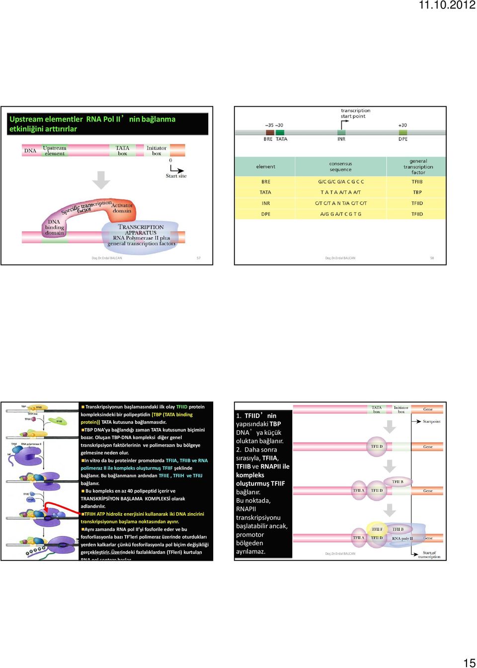 In vitro da bu proteinler promotorda TFIIA, TFIIB ve RNA polimeraz II ile kompleks oluşturmuş TFIIFşeklinde bağlanır. Bu bağlanmanın ardından TFIIE, TFIIH ve TFIIJ bağlanır.