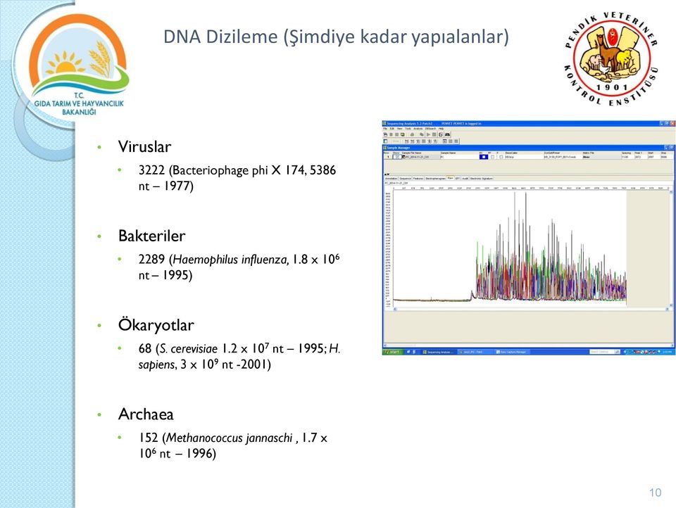 8 x 10 6 nt 1995) Ökaryotlar 68 (S. cerevisiae 1.2 x 10 7 nt 1995; H.