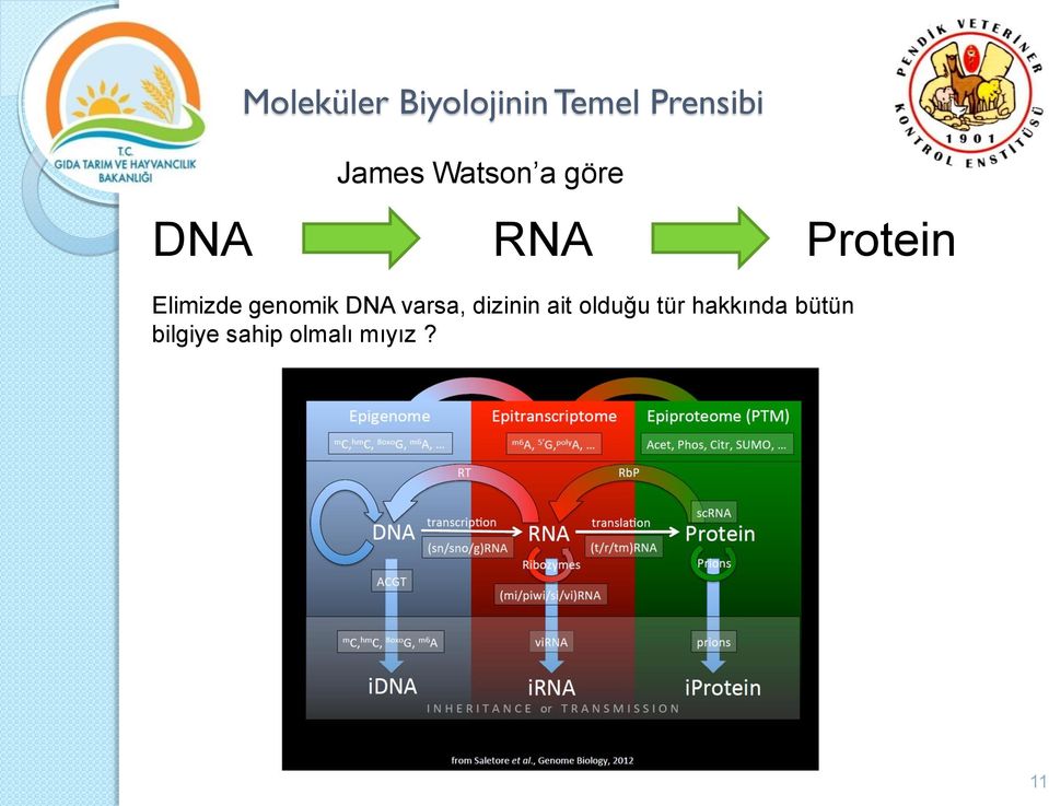 genomik DNA varsa, dizinin ait olduğu tür