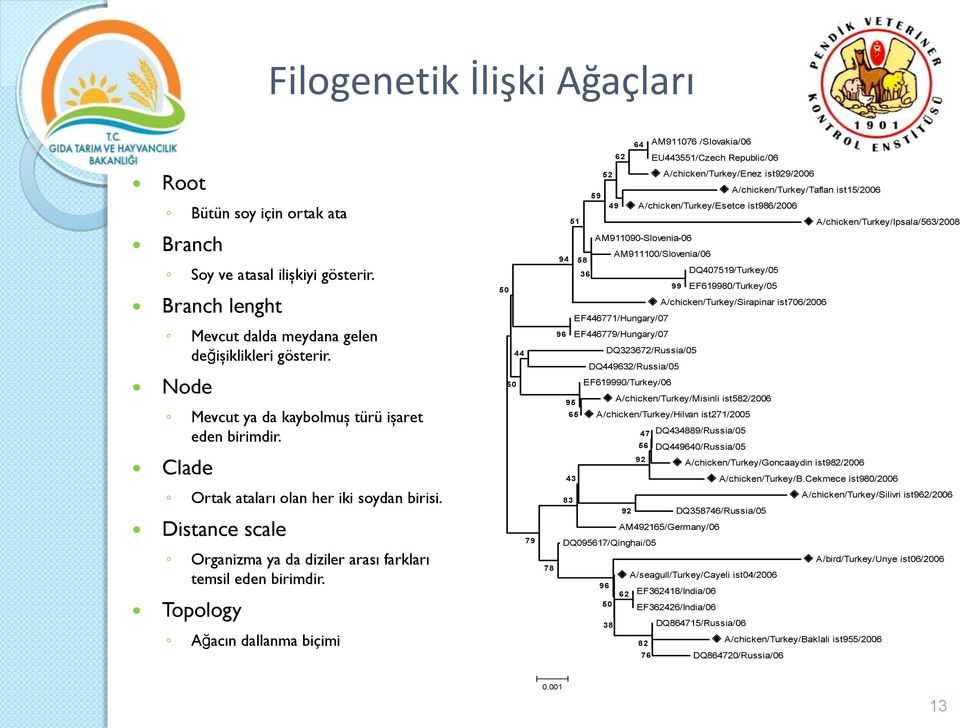 Topology Ağacın dallanma biçimi 50 44 50 79 64 AM911076 /Slovakia/06 62 EU443551/Czech Republic/06 52 A/chicken/Turkey/Enez ist929/2006 A/chicken/Turkey/Taflan ist15/2006 59 49