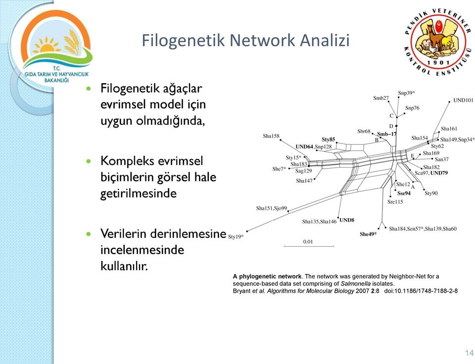 A phylogenetic network.