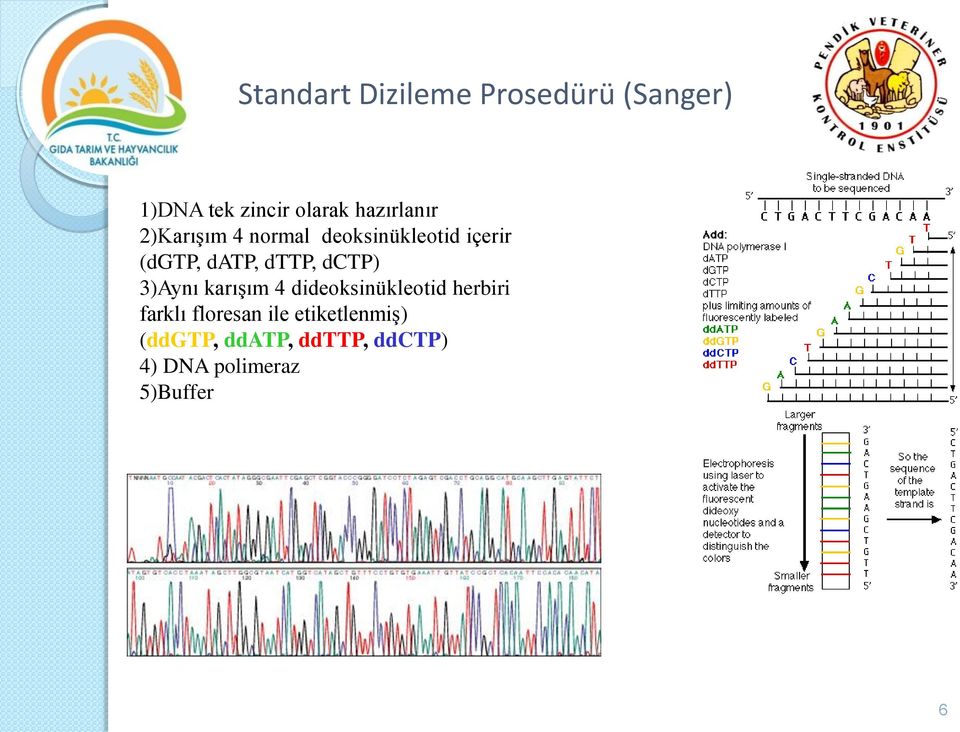 dttp, dctp) 3)Aynı karışım 4 dideoksinükleotid herbiri farklı