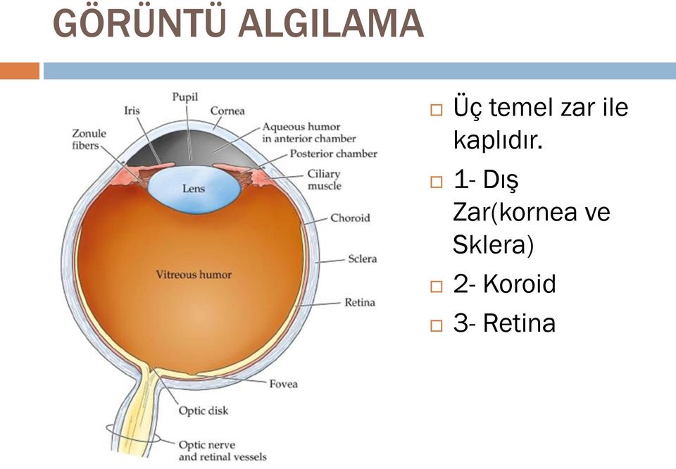 1- Dış Zar(kornea ve