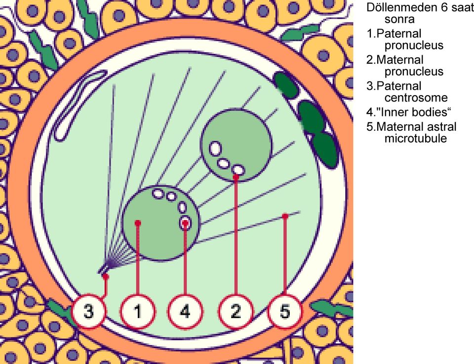 Maternal pronucleus 3.