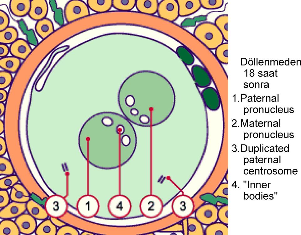 Maternal pronucleus 3.