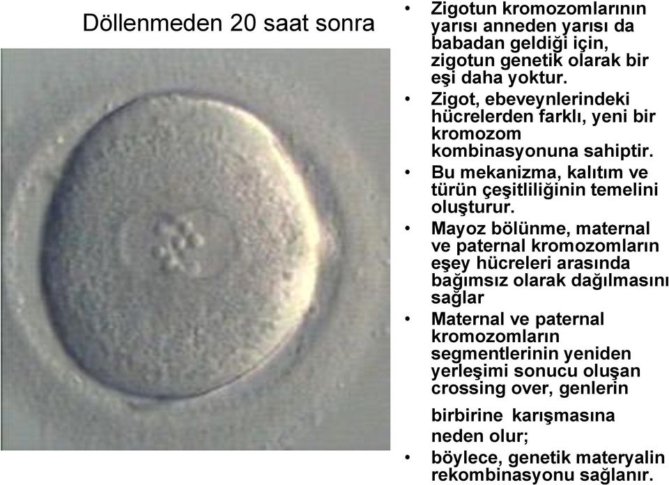 Bu mekanizma, kalıtım ve türün çeşitliliğinin temelini oluşturur.