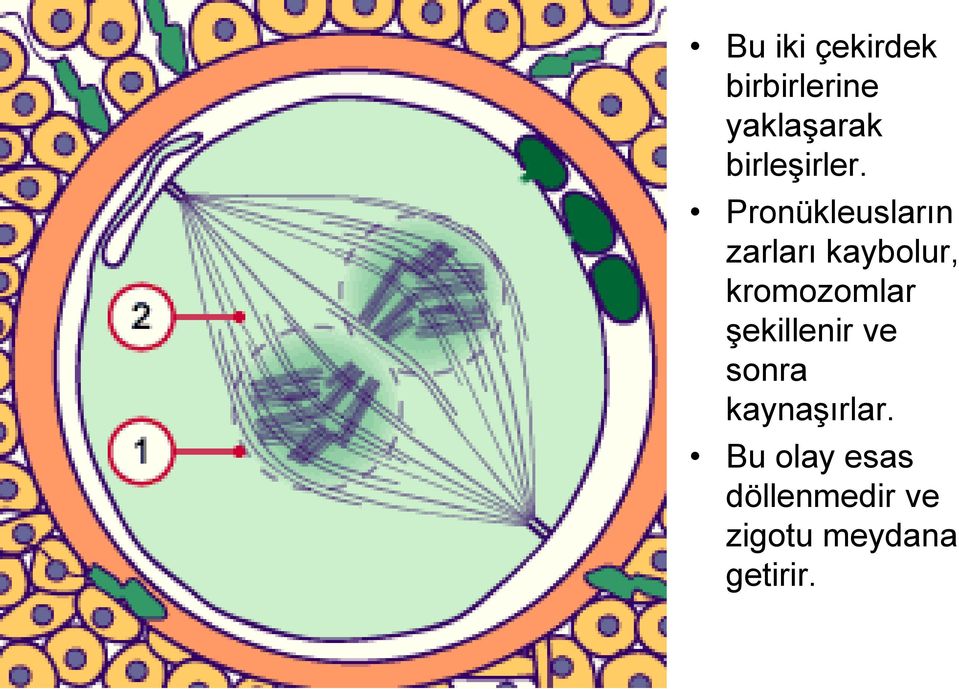 Pronükleusların zarları kaybolur, kromozomlar