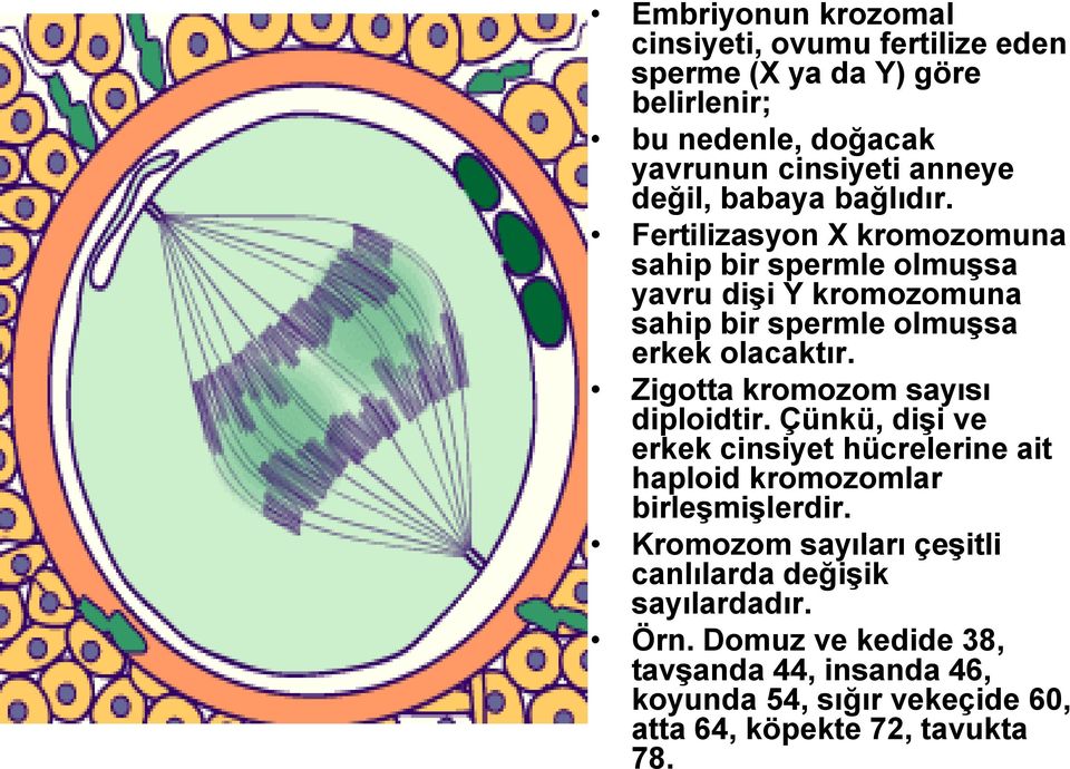 Zigotta kromozom sayısı diploidtir. Çünkü, dişi ve erkek cinsiyet hücrelerine ait haploid kromozomlar birleşmişlerdir.