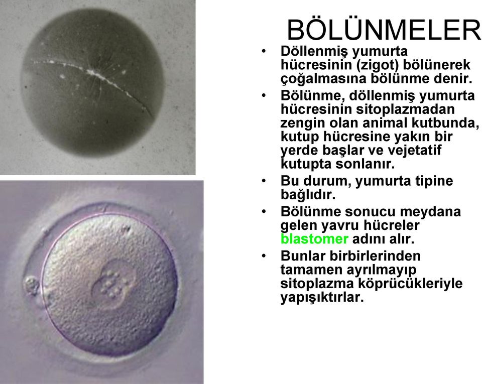 bir yerde başlar ve vejetatif kutupta sonlanır. Bu durum, yumurta tipine bağlıdır.