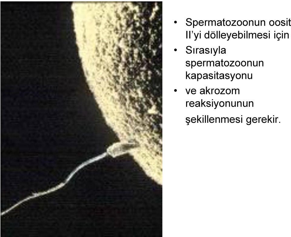 spermatozoonun kapasitasyonu ve