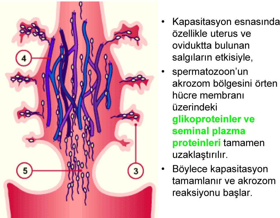 membranı üzerindeki glikoproteinler ve seminal plazma proteinleri