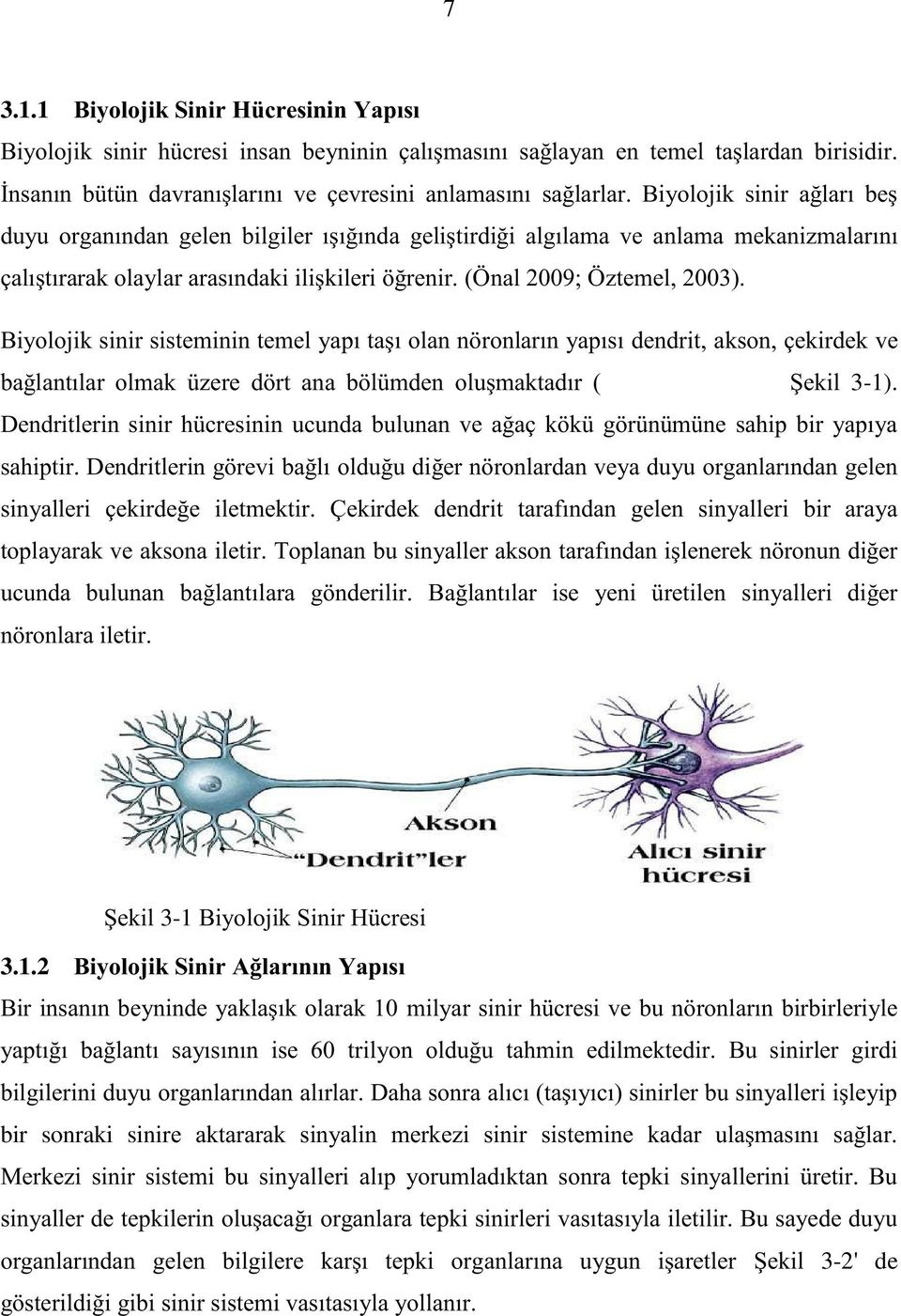 Biyolojik sinir sisteminin temel yapı taşı olan nöronların yapısı dendrit, akson, çekirdek ve bağlantılar olmak üzere dört ana bölümden oluşmaktadır ( Şekil 3-1).