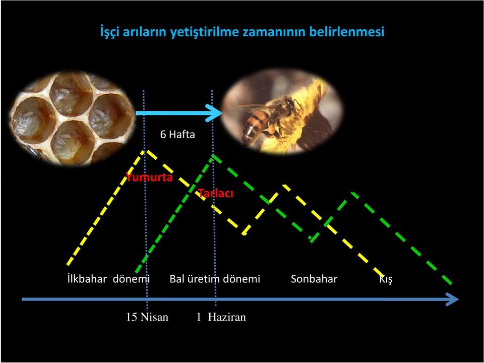 Yumurta Tarlacı İlkbahar dönemi