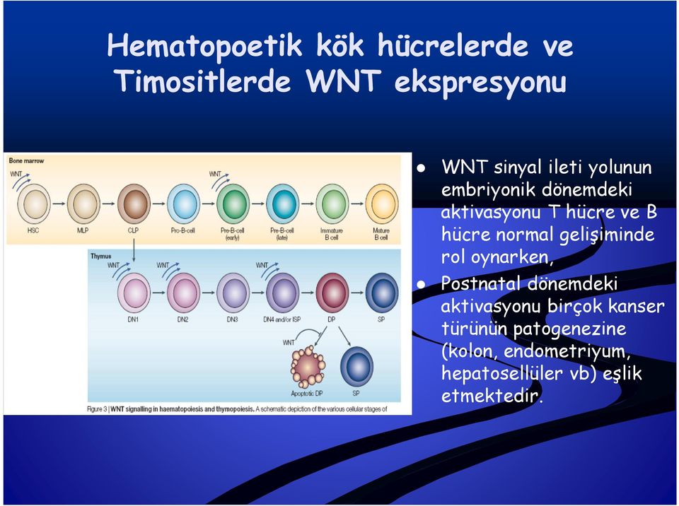 gelişiminde rol oynarken, Postnatal dönemdeki aktivasyonu birçok kanser