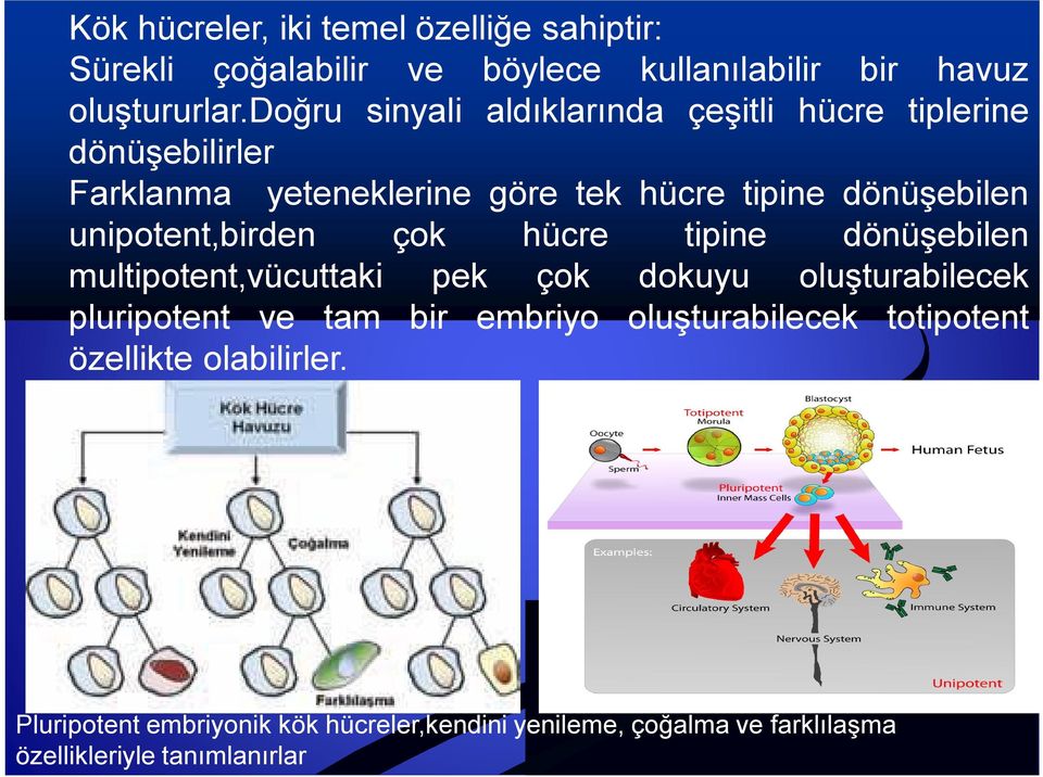 unipotent,birden çok hücre tipine dönüşebilen multipotent,vücuttaki pek çok dokuyu oluşturabilecek pluripotent ve tam bir embriyo