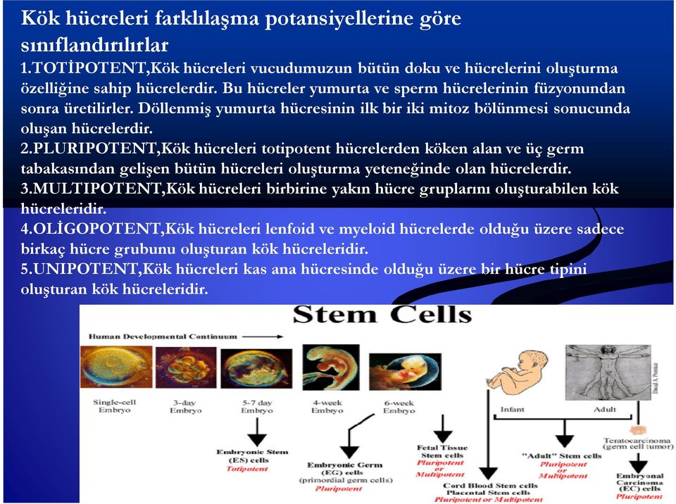 PLURIPOTENT,Kök hücreleri totipotent hücrelerden köken alan ve üç germ tabakasından gelişen bütün hücreleri oluşturma yeteneğinde olan hücrelerdir. 3.