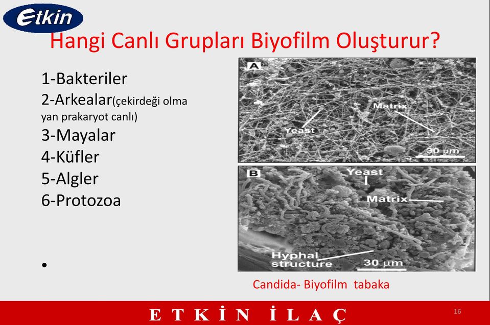 yan prakaryot canlı) 3-Mayalar 4-Küfler