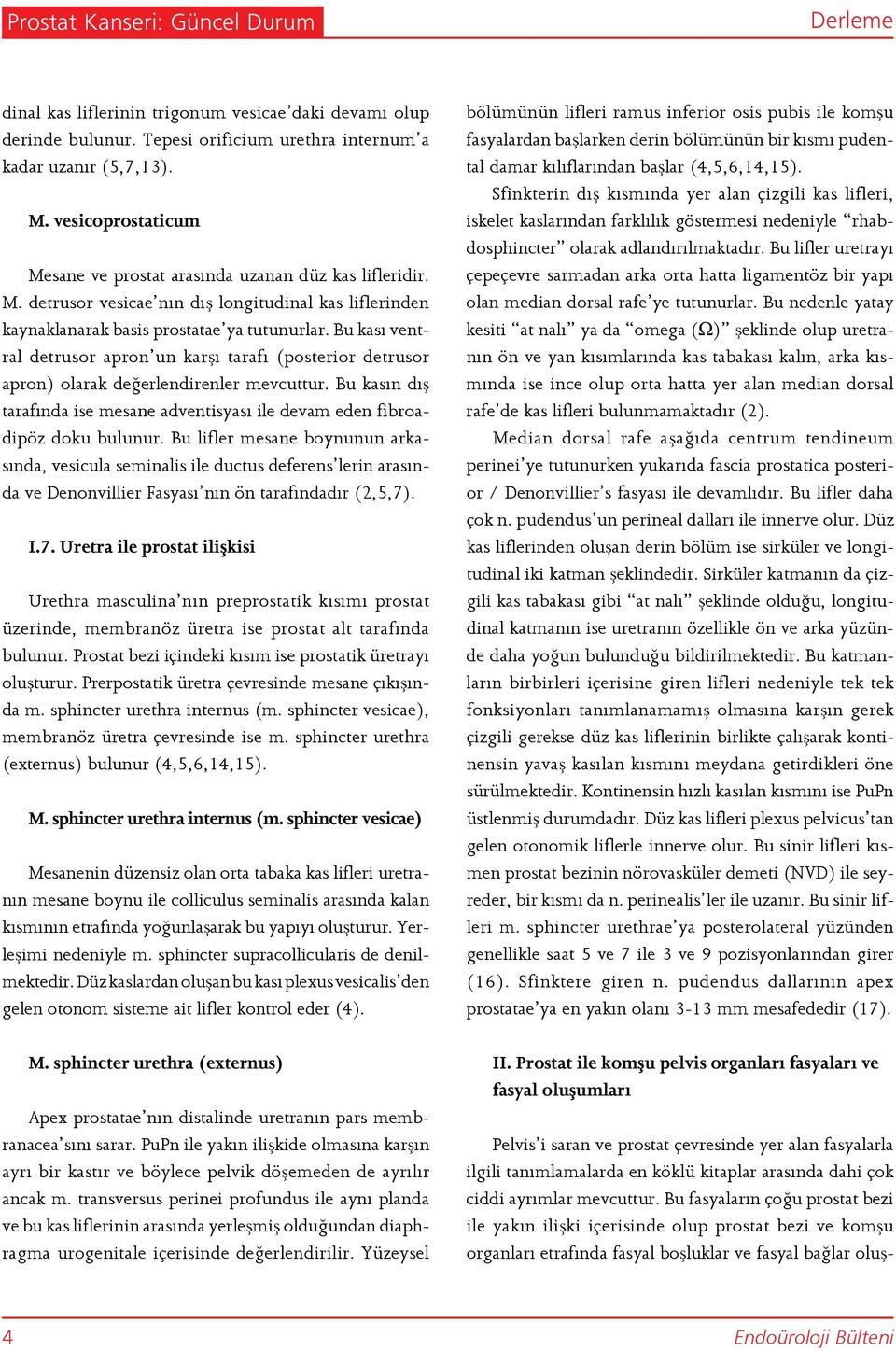 Bu kası ventral detrusor apron un karşı tarafı (posterior detrusor apron) olarak değerlendirenler mevcuttur. Bu kasın dış tarafında ise mesane adventisyası ile devam eden fibroadipöz doku bulunur.