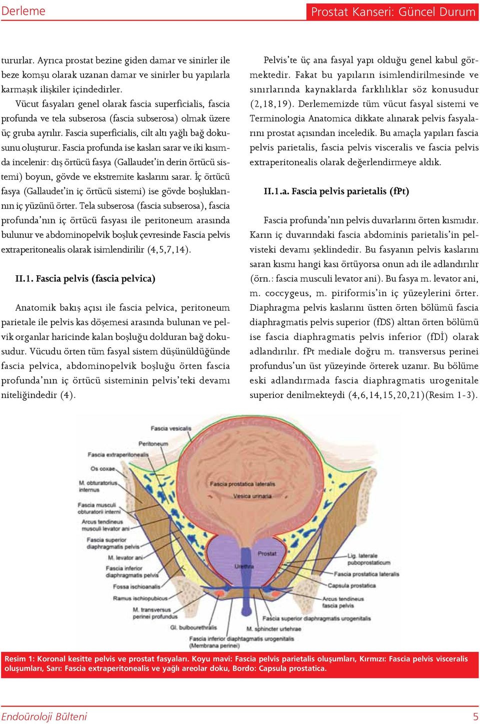Fascia profunda ise kasları sarar ve iki kısımda incelenir: dış örtücü fasya (Gallaudet in derin örtücü sistemi) boyun, gövde ve ekstremite kaslarını sarar.
