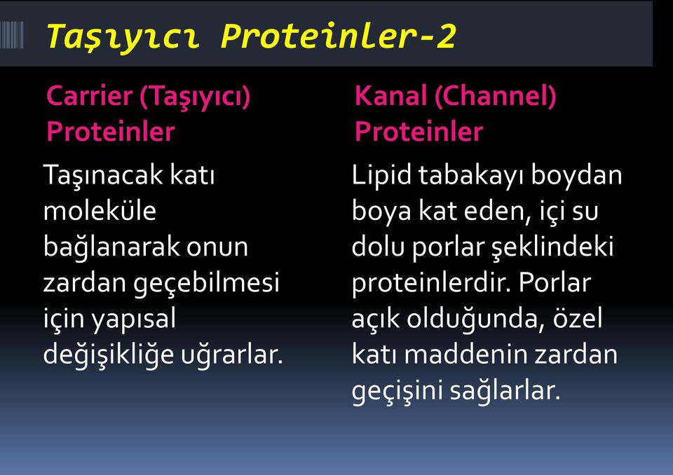 Kanal (Channel) Proteinler Lipid tabakayı boydan boya kat eden, içi su dolu