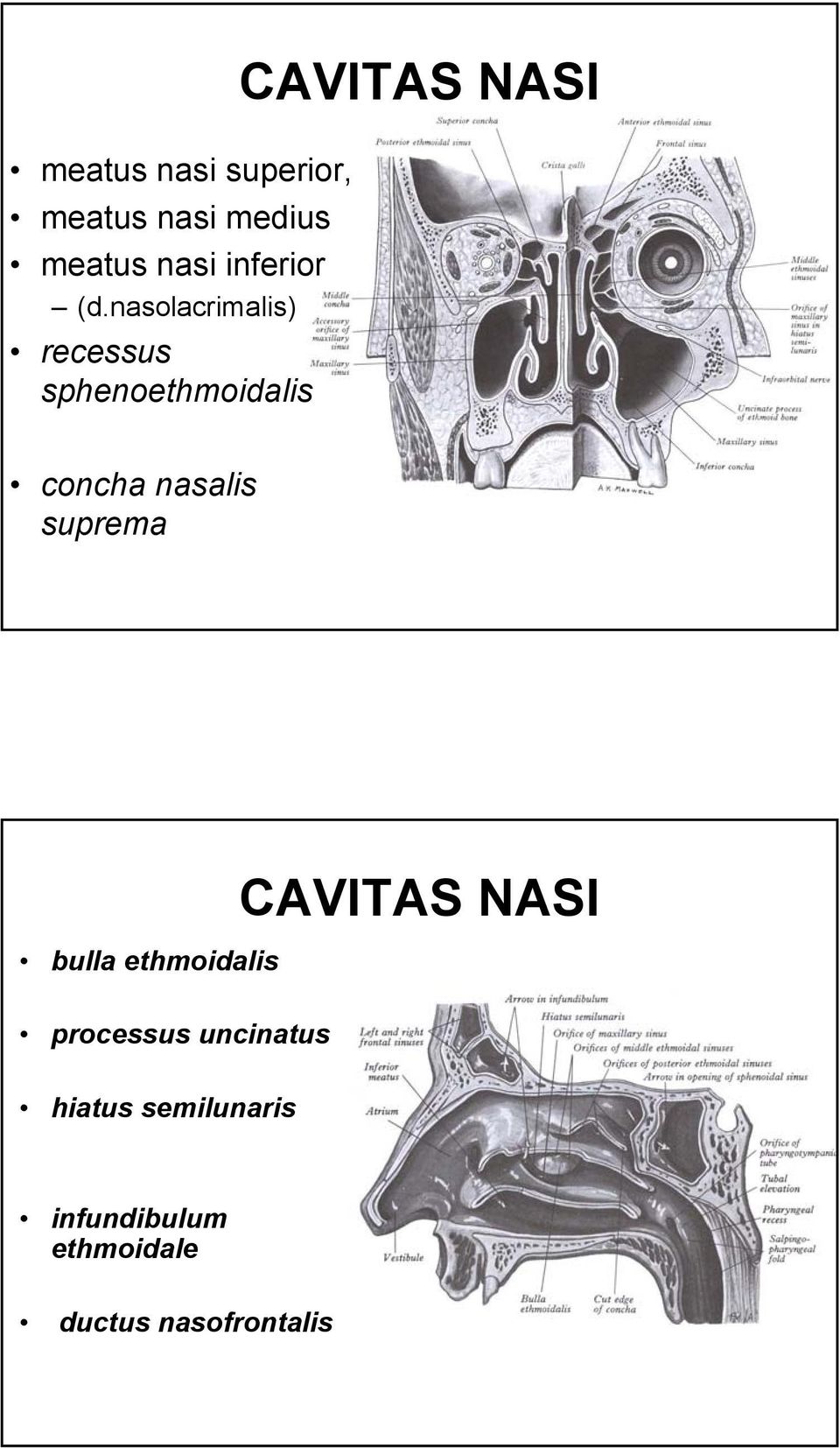 nasalis suprema bulla ethmoidalis CAVITAS NASI processus