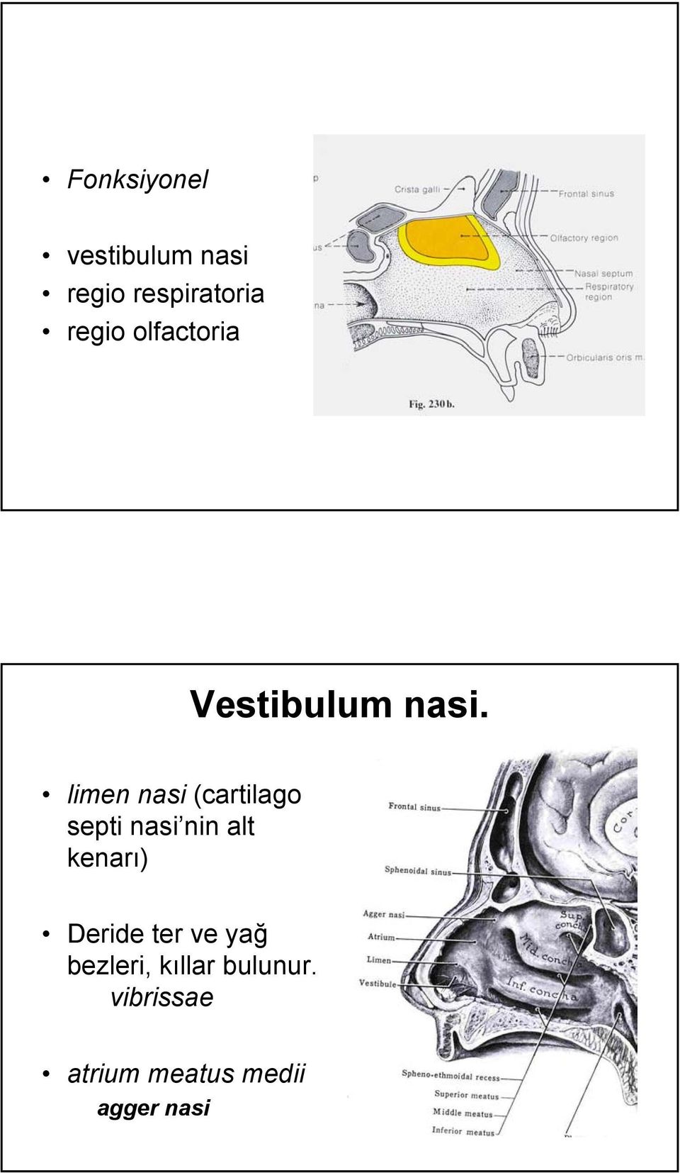 limen nasi (cartilago septi nasi nin alt kenarı)