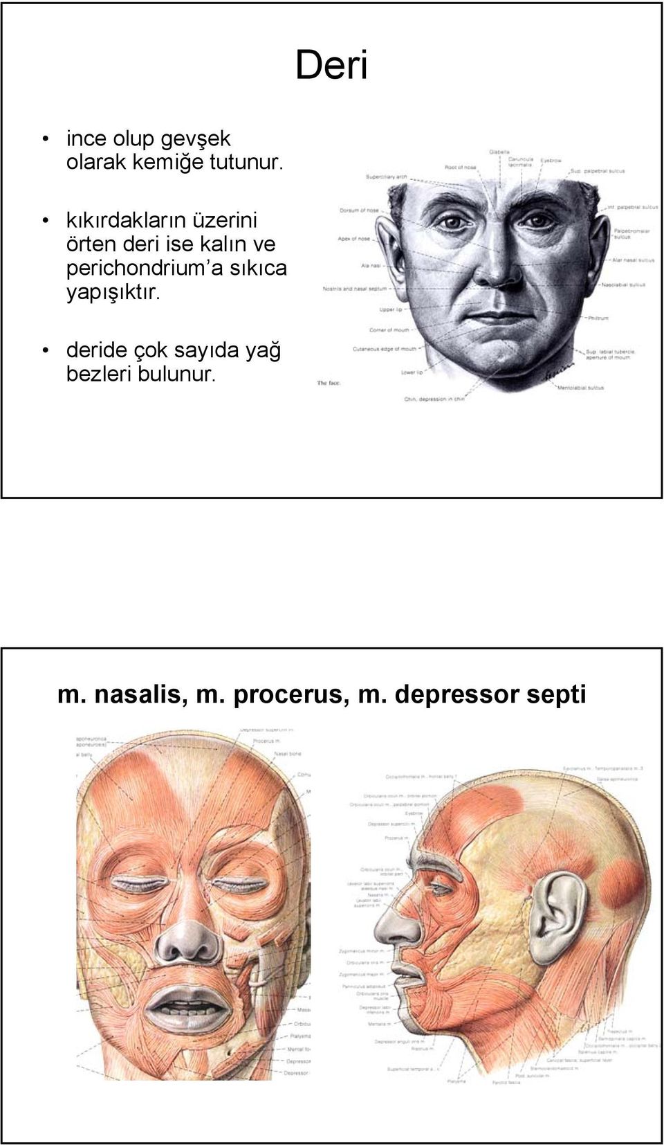 perichondrium a sıkıca yapışıktır.