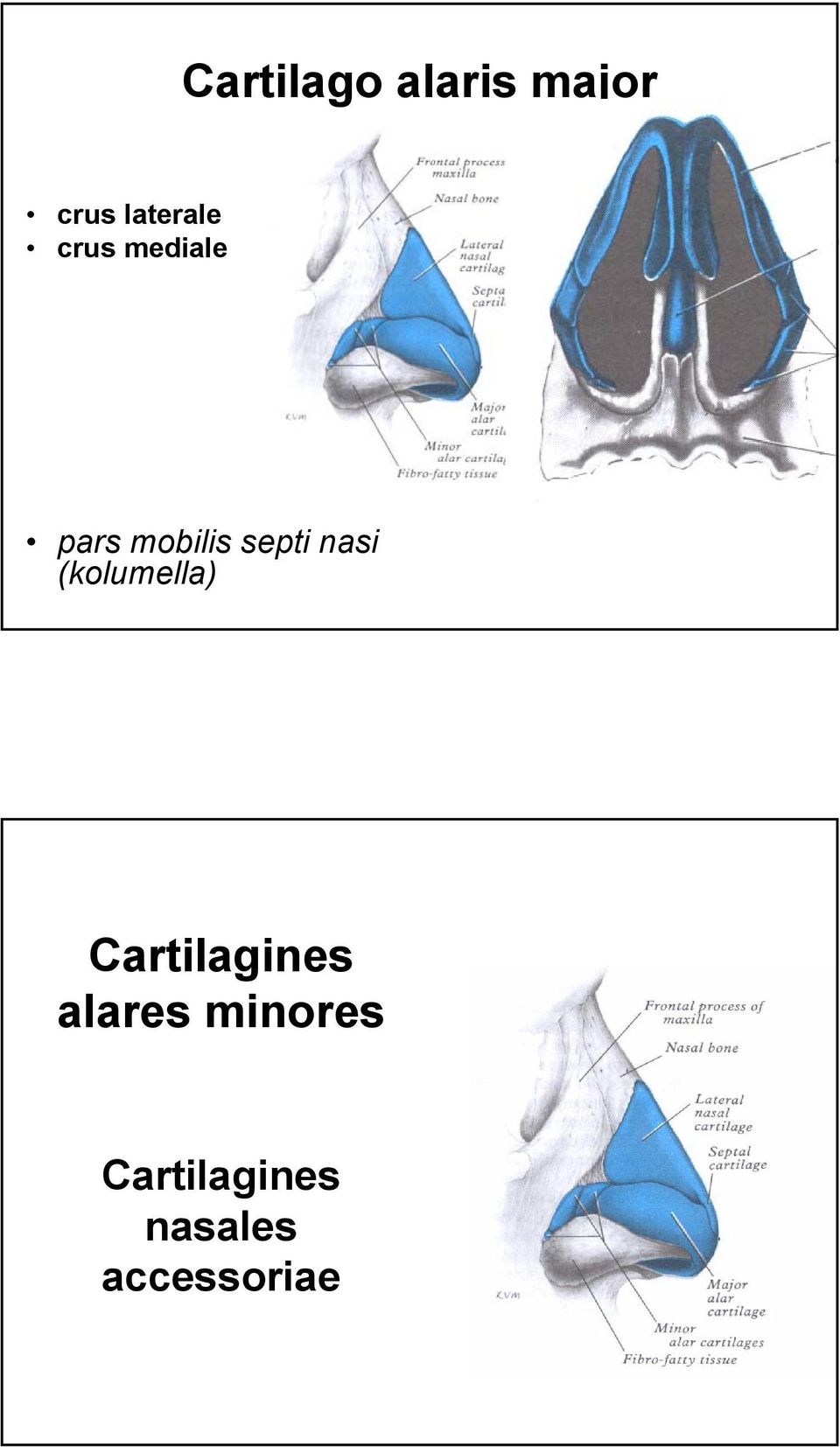 (kolumella) Cartilagines alares