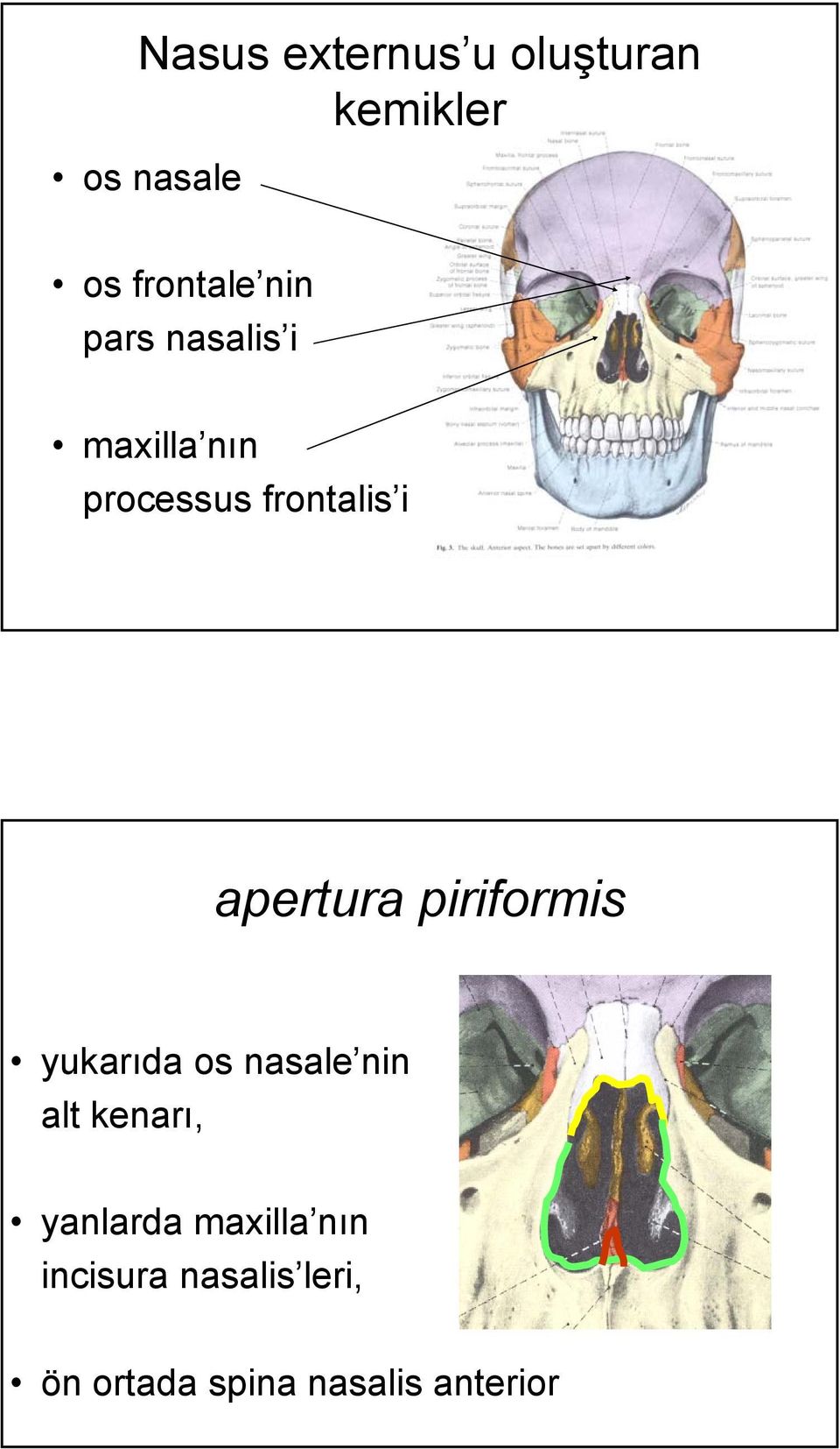 piriformis yukarıda os nasale nin alt kenarı, yanlarda