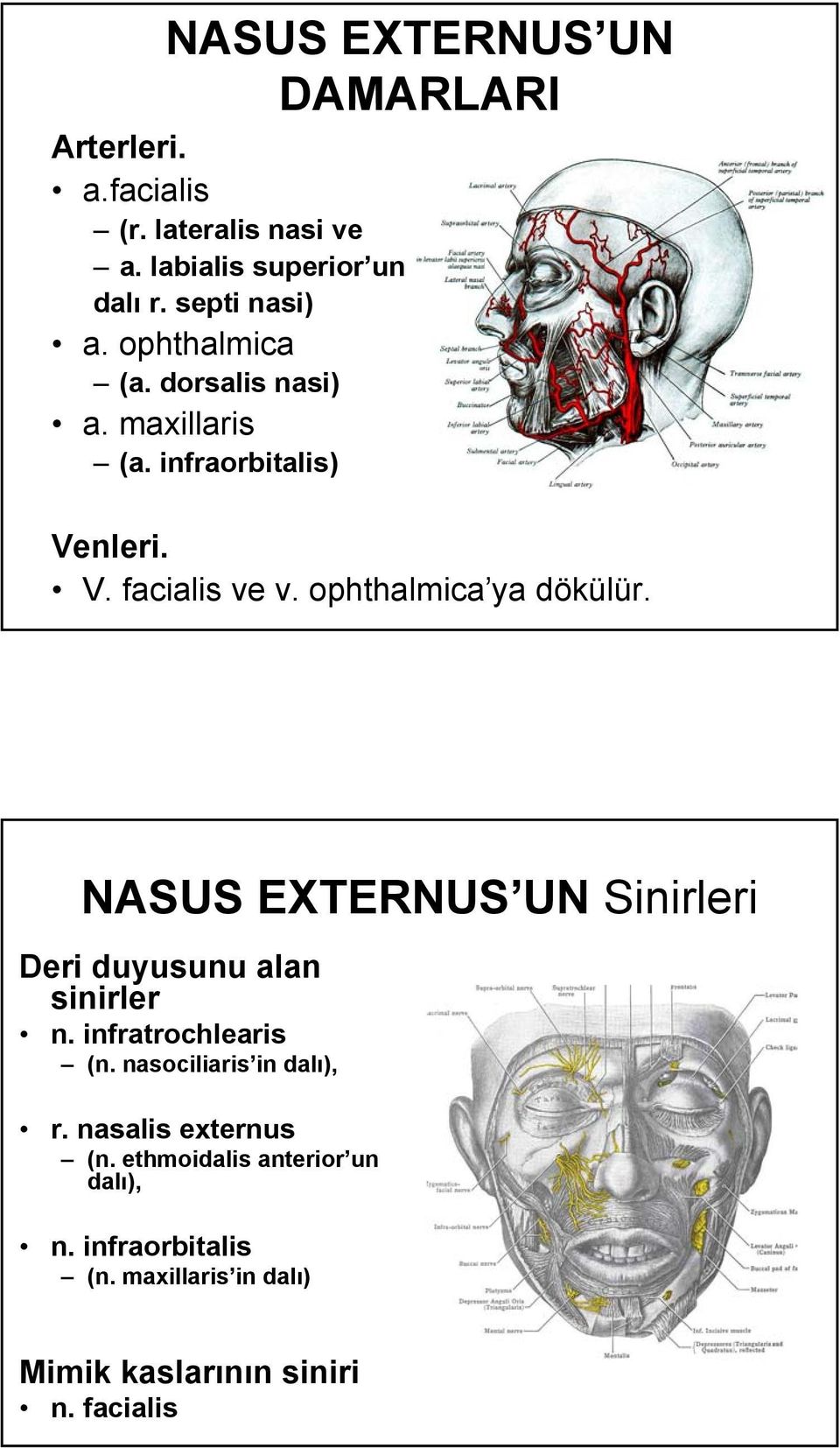 NASUS EXTERNUS UN Sinirleri Deri duyusunu alan sinirler n. infratrochlearis (n. nasociliaris in dalı), r.