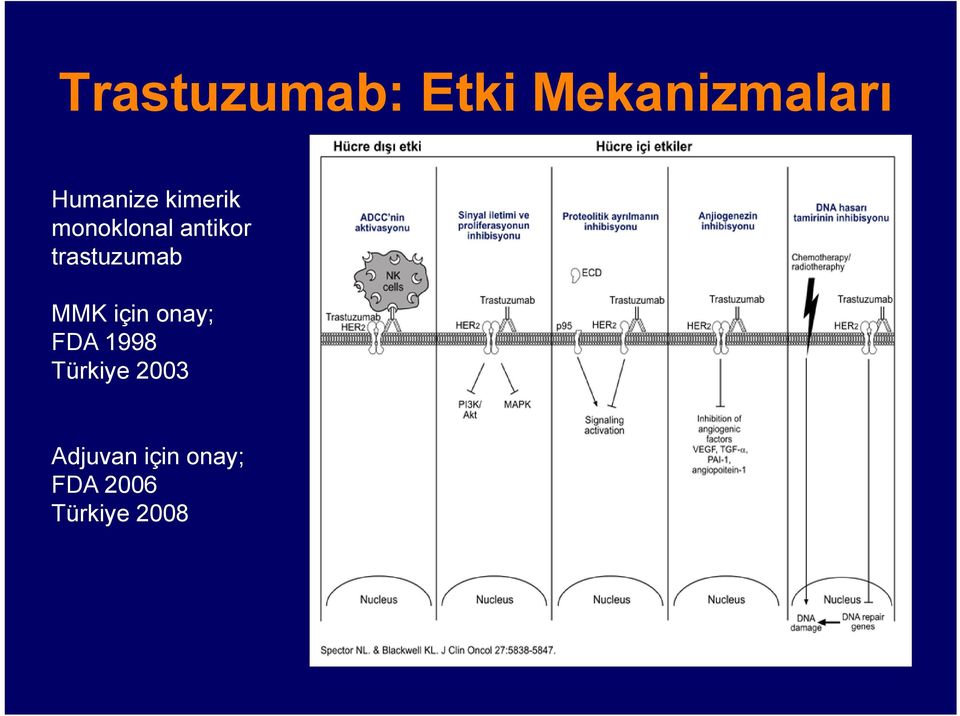 trastuzumab MMK için onay; FDA 1998