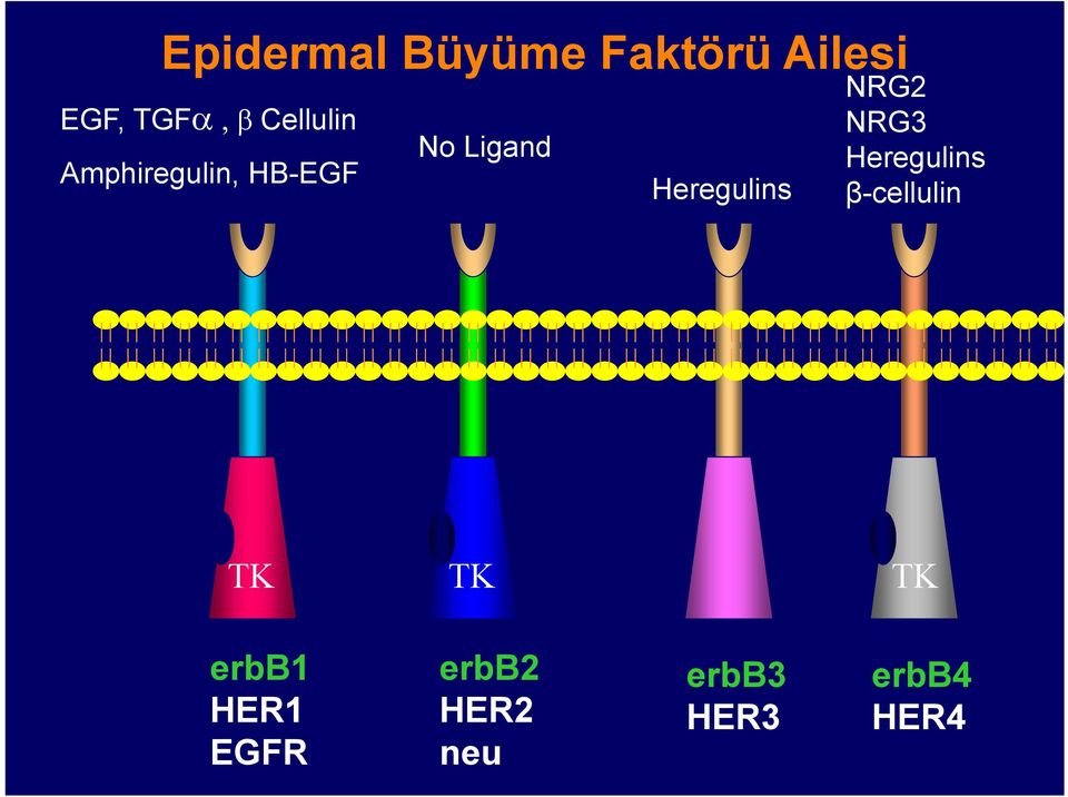 Heregulins NRG2 NRG3 Heregulins β-cellulin TK
