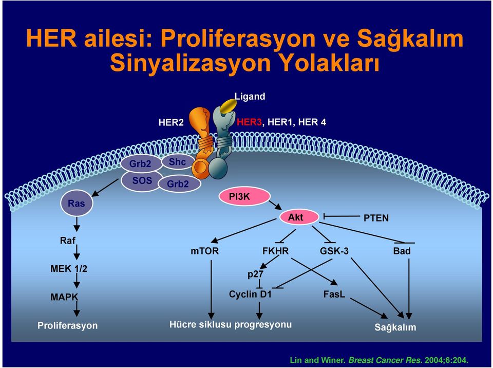 1/2 mtor FKHR GSK-3 p27 Bad MAPK Cyclin D1 FasL Proliferasyon Hücre