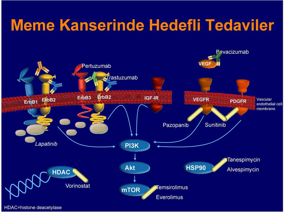 endothelial cell membrane Pazopanib Sunitinib Lapatinib PI3K HDAC Akt