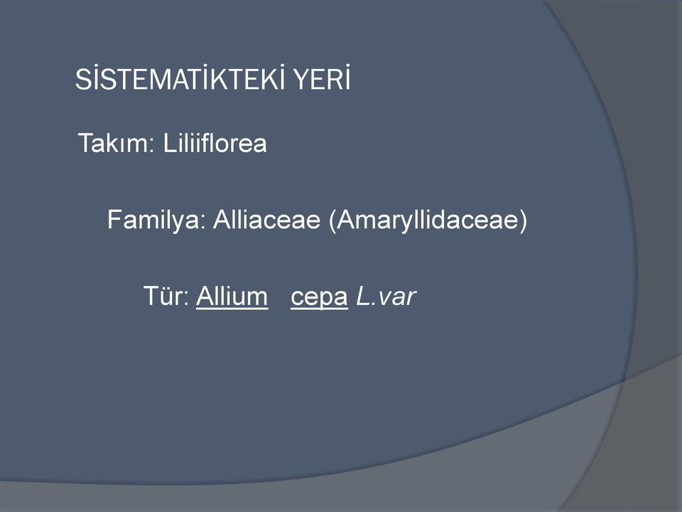 Familya: Alliaceae