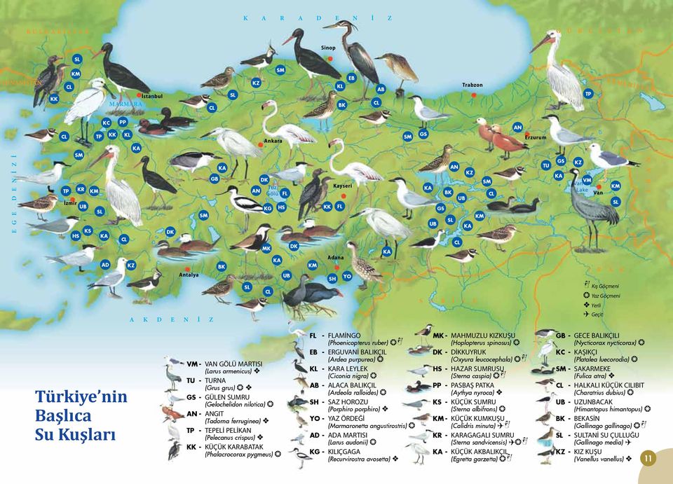 S U R İ Y E AN Erzurum TU GS KA KZ VM Van Lake Van KM SL I R A K y Kış Göçmeni Yaz Göçmeni Yerli ( Geçit İ R A N Türkiye nin Başlıca Su Kuşları VM - VAN GÖLÜ MARTISI (Larus armenicus) TU - TURNA