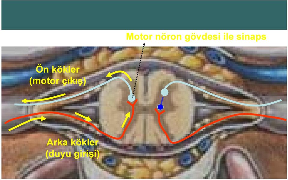 kökler (motor