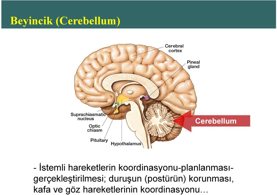 gerçekleştirilmesi; duruşun (postürün)