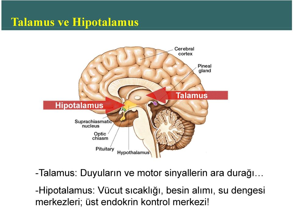 Vücut sıcaklığı besin alımı su dengesi -Hipotalamus: Vücut